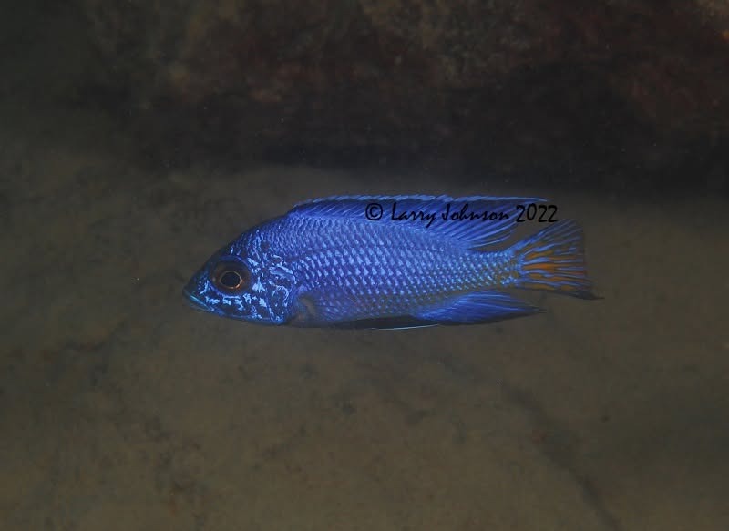 Aulonocara koningsi 'Fuawe Island'